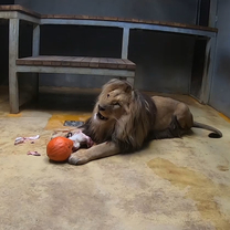 Feeding of Lions